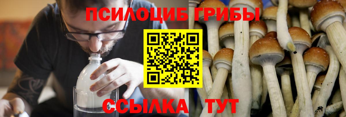 Галлюциногенные грибы Psilocybine cubensis Кувандык